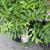 Wisteria frutescens 'Amethyst Falls'