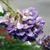 Wisteria frutescens 'Amethyst Falls'