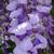Wisteria sinensis