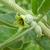 Flower bud