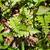Woodsia obtusa