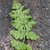 Woodsia obtusa