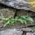 Woodsia obtusa in rock wall