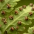 Woodsia obtusa