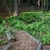 Woodland path with both sides covered with ferns.