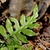 Close-up of frond showing subopposite pinnatisect divisions.