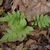 A group pinnatisect fronds emerging from leaf litter.