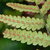 Woodwardia virginica