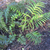 Woodwardia virginica