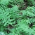 Stand of erect, coarsely pinnatisect fronds in a woodland.