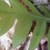 Close-up showing veins surrounding islands of green tissue.