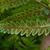 Form