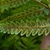Woodwardia viginica sori in chain pattern