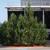 X Cupressocyparis leylandii