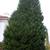 X Cupressocyparis leylandii