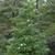 X Gordlinia grandiflora