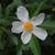 X Gordlinia grandiflora