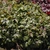 Rounded cushion of green, lobed leaves with red blotches.