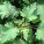 Leaves and stem