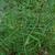Xanthoceras sorbifolium