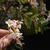 Xanthoceras sorbifolium