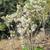 Xanthoceras sorbifolium