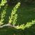 Xanthoceras sorbifolium