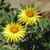 Xerochrysum bracteatum 'Dargan Hill Monarch'