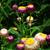 Xerochrysum bracteatum