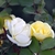 Yellow Knockou rose