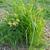 Yellow Nutsedge form