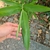 Young plant in June in Berlin, Germany