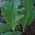 Cynara cardunculus (Scolymus Group)