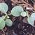 Youngia japonica (L.) DC.