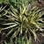 Rosette plants. Strappy leaves with central yellow stripe.