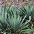 A group of rosette plants with filamentous margins.