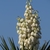 A terminal cluster of pendulous, white flowers.