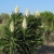 Cluster of spiky plants with terminal panicles of white flowers