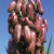 A cluster of ripening fruits on a terminal panicle.