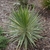 A rosette of stiff, pointed leaves with white margins
