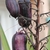 Purplish ellipsoid berries hanging from dried stalks.