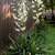 Two rosette plants producing erect panicles of white flowers.