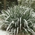 Rosettes with leaves covered in snow.