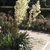 Rosette clump of soft leaves & towering panicle of white flowers