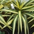 potted nursery stock. Leaves with golden central stripe.