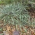 Clumps of rosette plants with flaccid leaves.