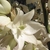 Close-up of 6 white tepals, 6 stamens, & green, superior ovary.