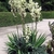 Rosette plant with large, erect inflorescence of white flowers.