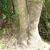 Enlarged, flared stem base.