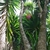 Woody-trunked yucca with tuft of lanceolate leaves